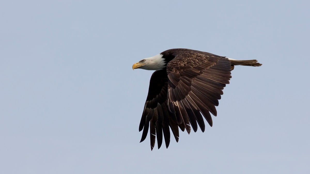 Eagle on Vancouver Island