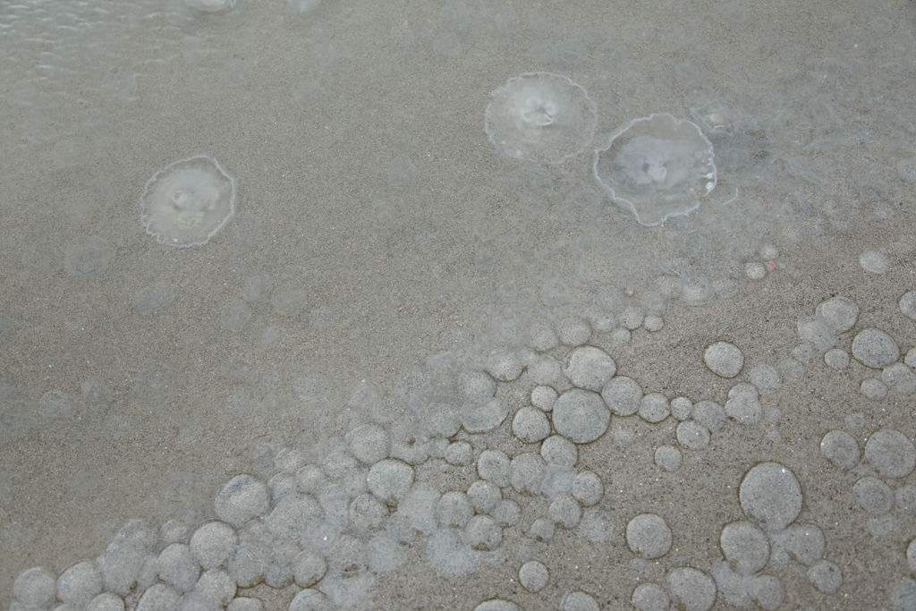 Three moon jellyfish that have washed ashore.