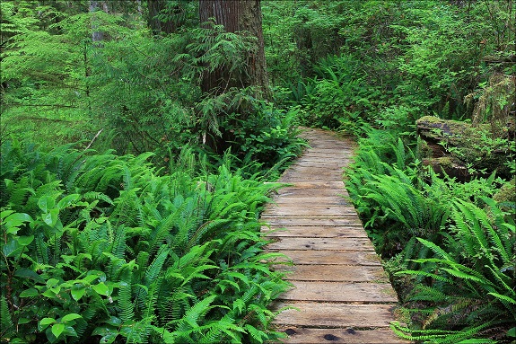 A wooden walkway winds through an area of dense vegetation.