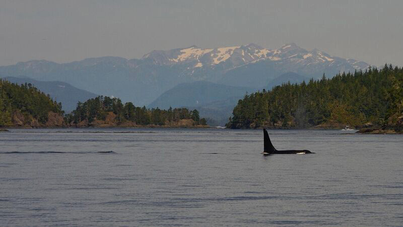An orca whale’s fin pops out of the water.