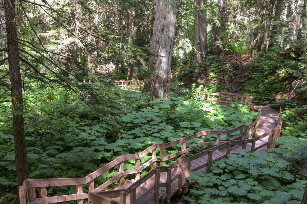 A wooden walkway in an overgrown forest.