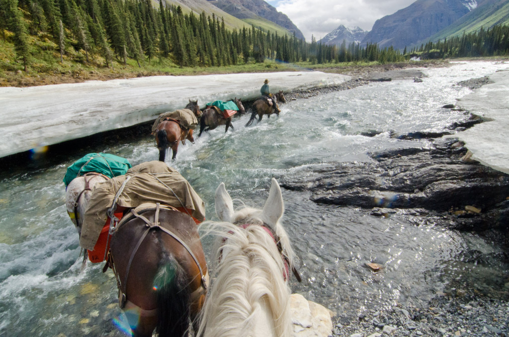 A line of horses walk through a fast moving stream, lined with trees.