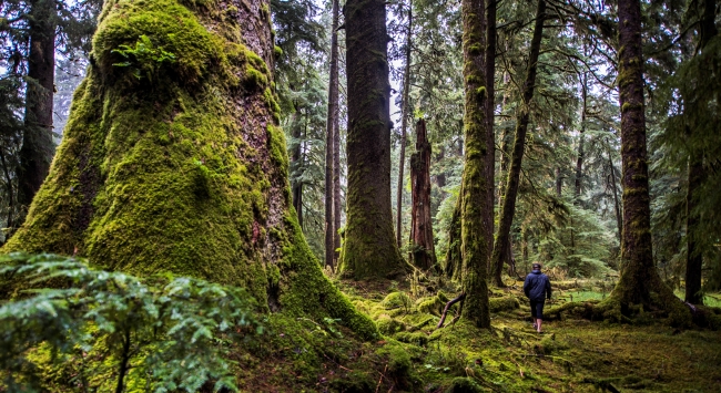 A hiker treks through a moss-covered rainforest.