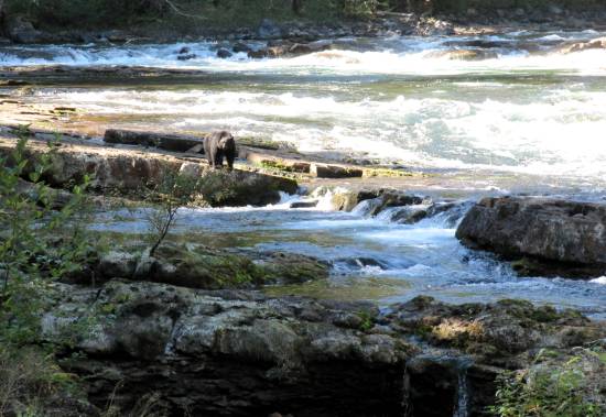A black bear ambles along a salmon river.