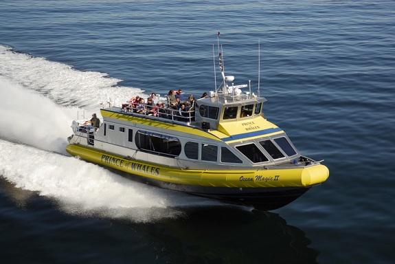 A yellow whale watching vessel speeds through the ocean.
