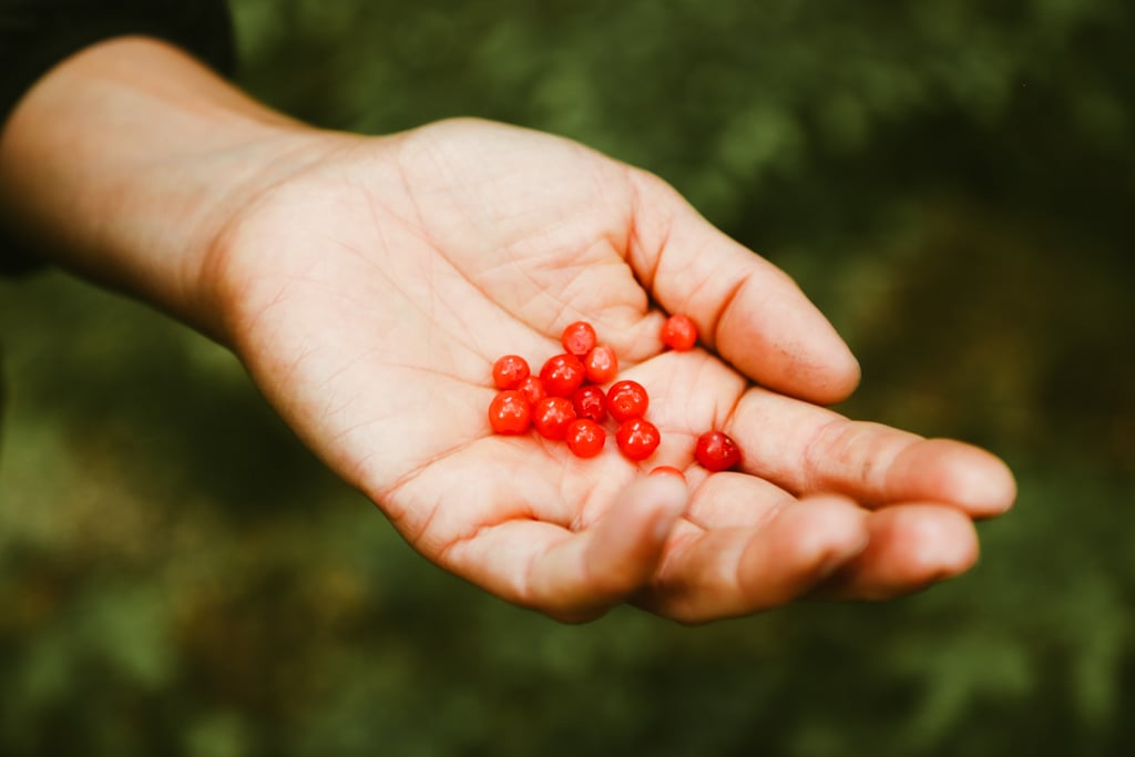 A hand holding a collection of bright red huckleberries.