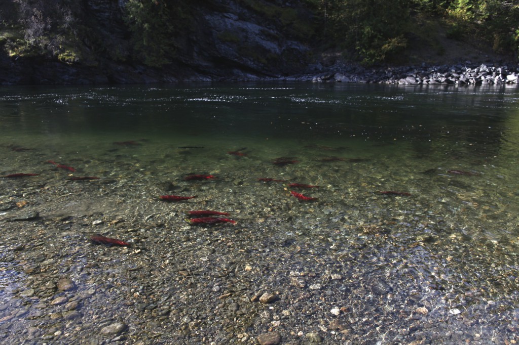 Salmon swimming up a rocky riverbed.
