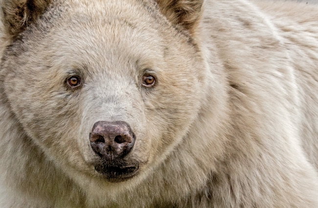 Close up on the face of a white spirit bear.