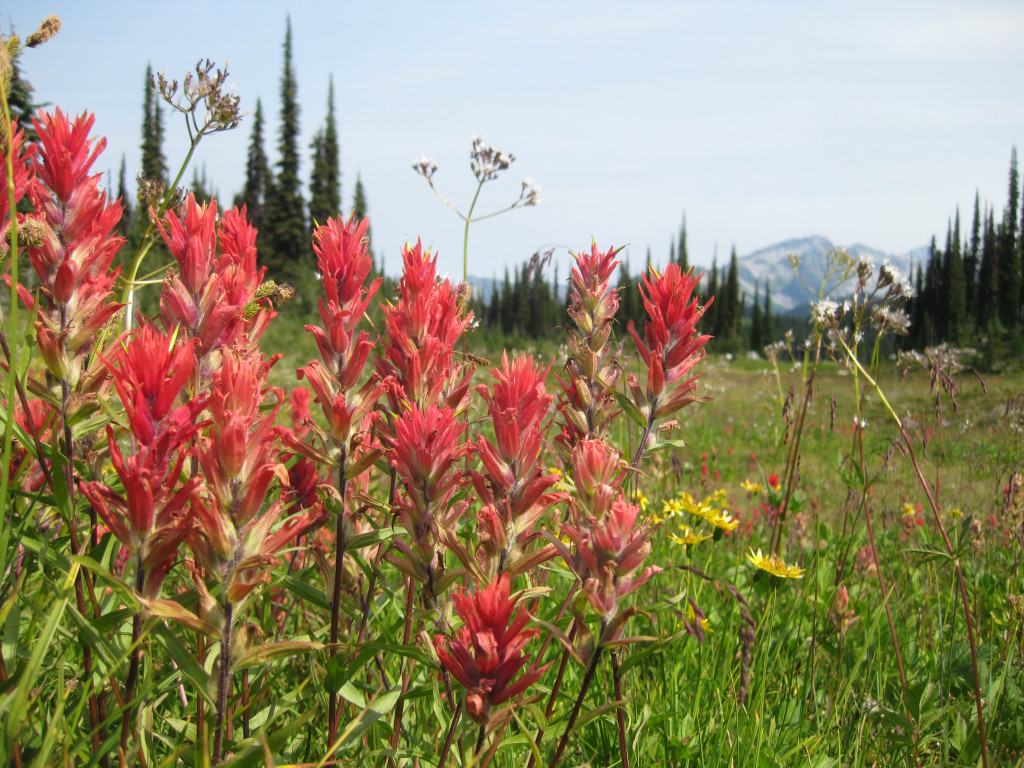 Bright red flowers grow in the foreground and snow capped mountains in the background.