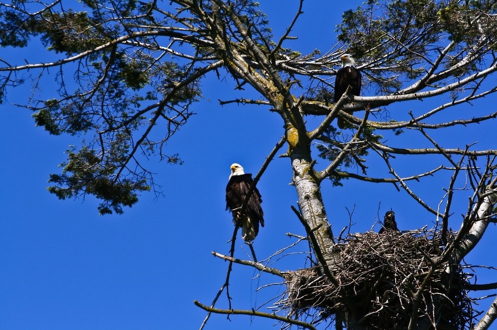 Two eagles perched in a tree, guarding their nests.