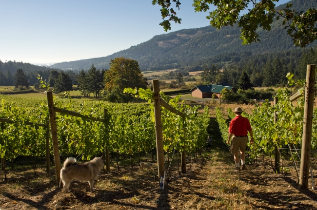 A man and his dog walk through a vineyard on a sunny day.