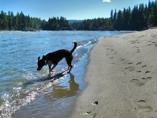 A dog runs on a sandy beach, into the water.