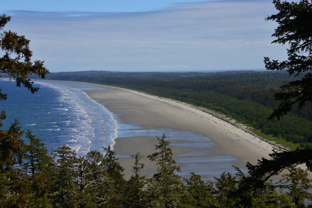 A sandy stretch of beach surrounded by dense vegetation.