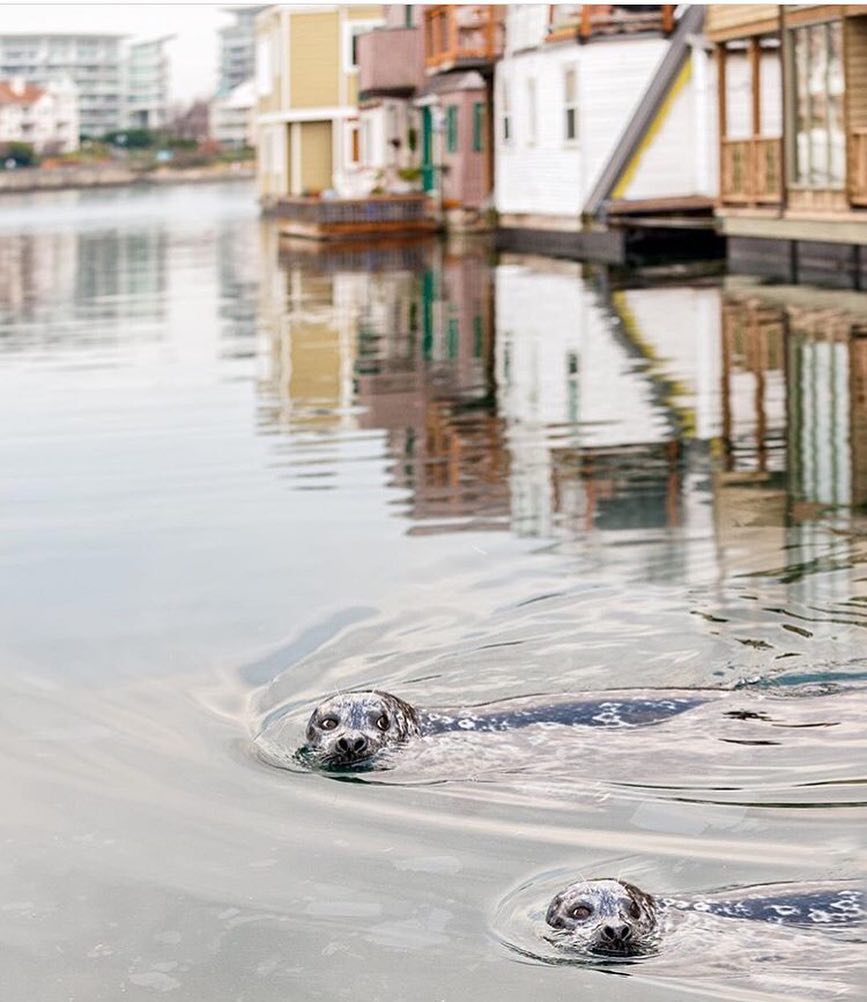 Two seals poke their heads out of the water at Victoria’s Fisherman’s Wharf.