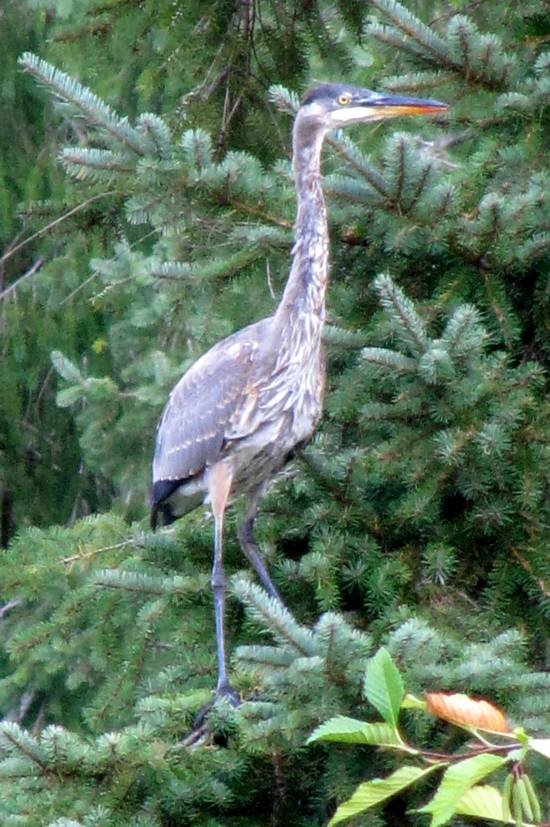 A great blue heron perched in a pine tree.