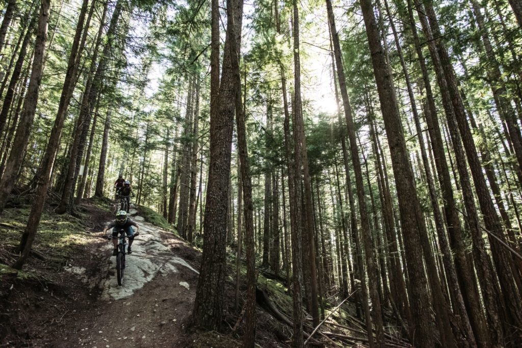 Two mountain bikers travel down a rugged forest path.