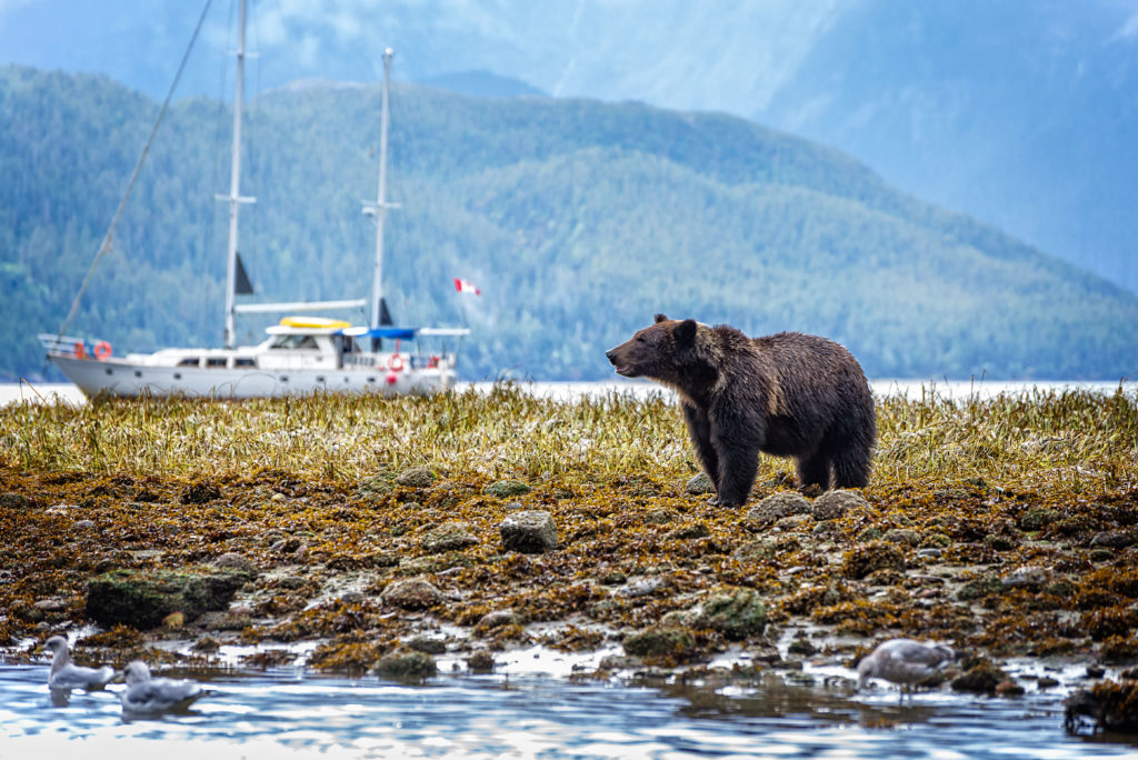 A large sailboat sails past a grizzly bear standing in a rocky riverbed.
