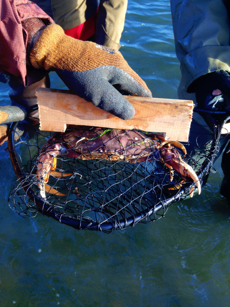 A crab in a small net is being measured.