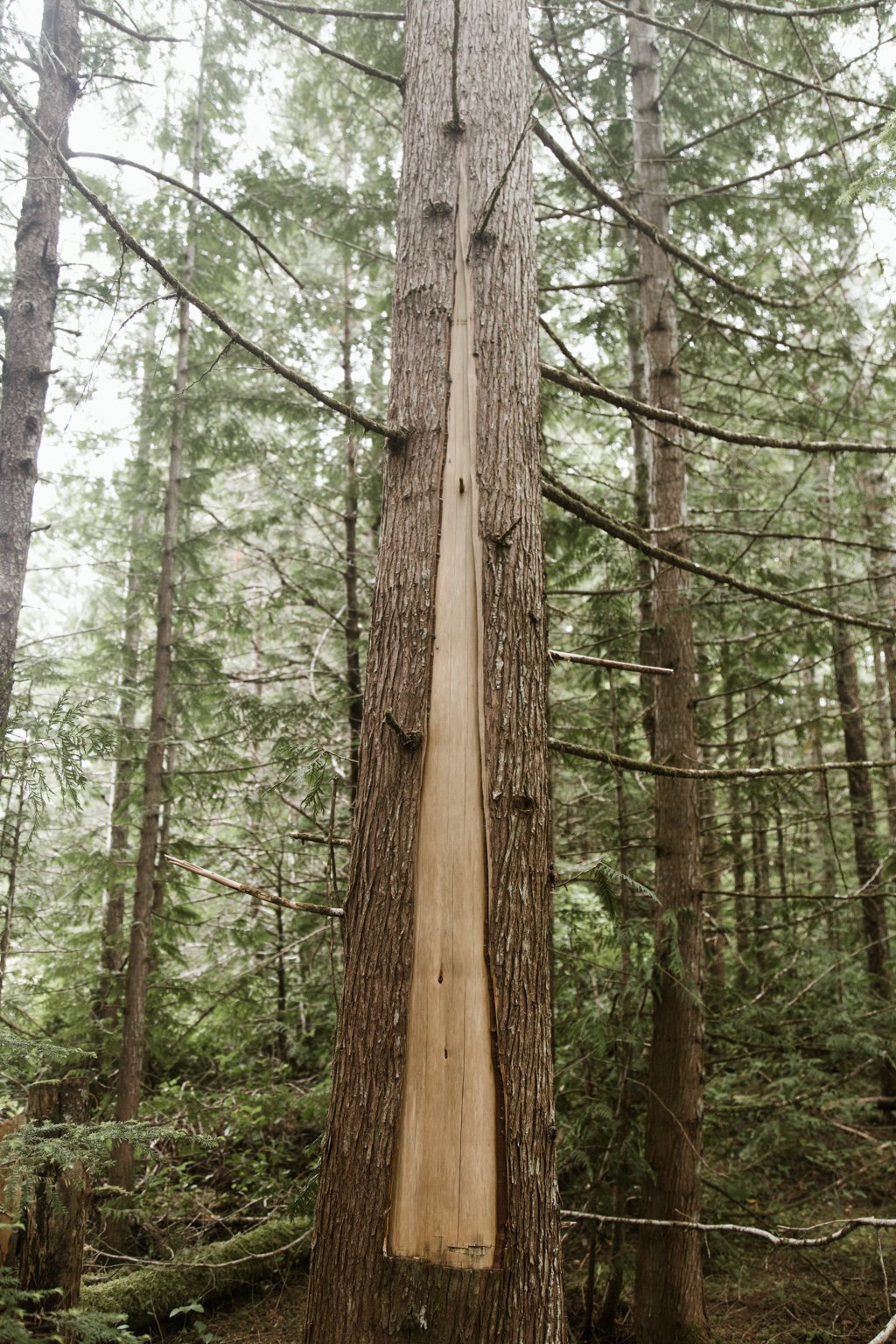 A tall cedar tree with a strip of bark removed.