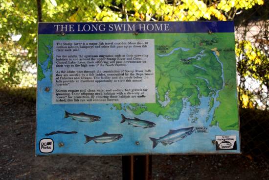 An interpretive sign explaining salmon spawning.