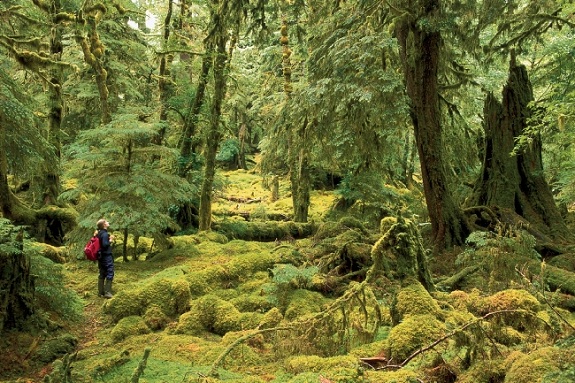 A hiker stops to take in the magic of the overgrown Gwaii Haanas National Park Reserve.