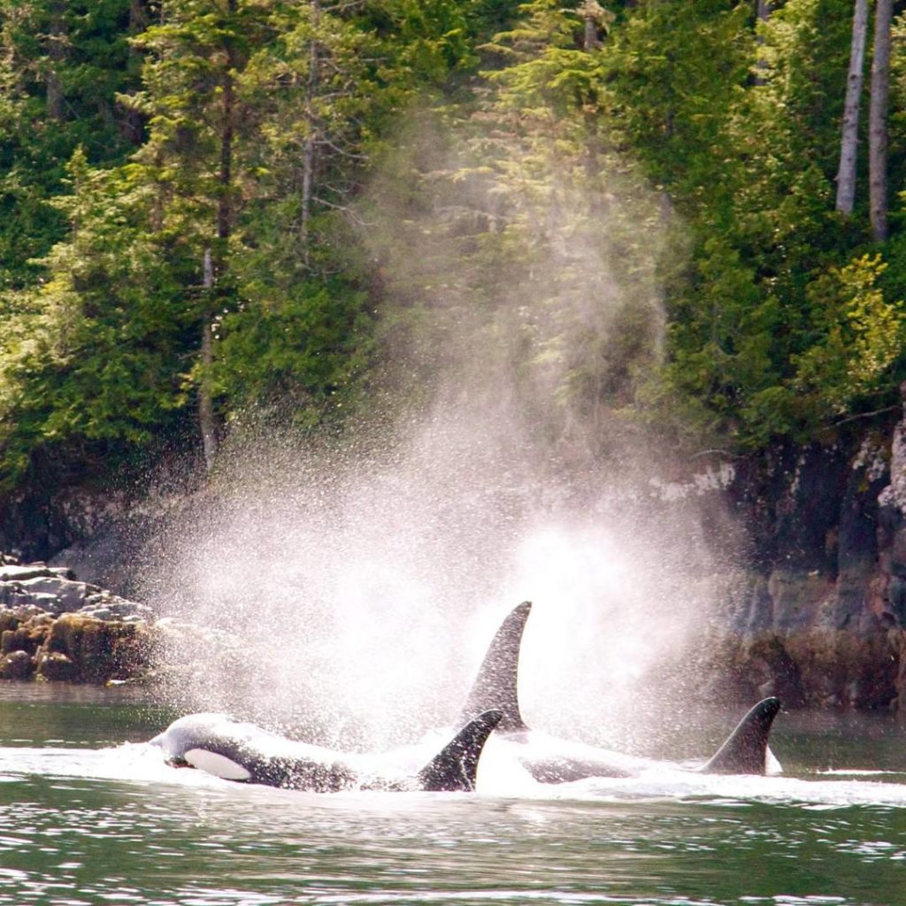 Two breaching orca whales.