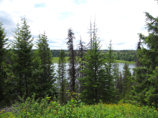 Views of a lake between large green trees.