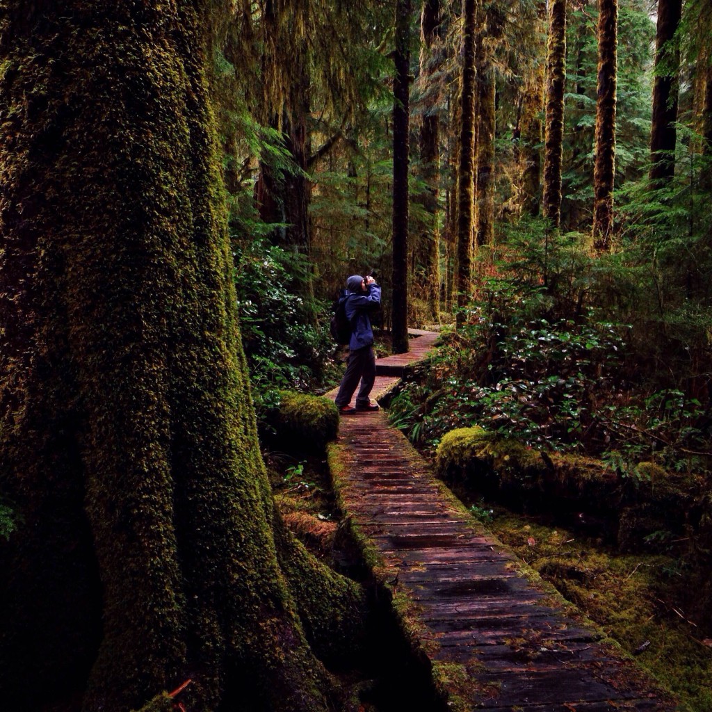 A man stops to snap a photo on a wooden trail through a dense forest.