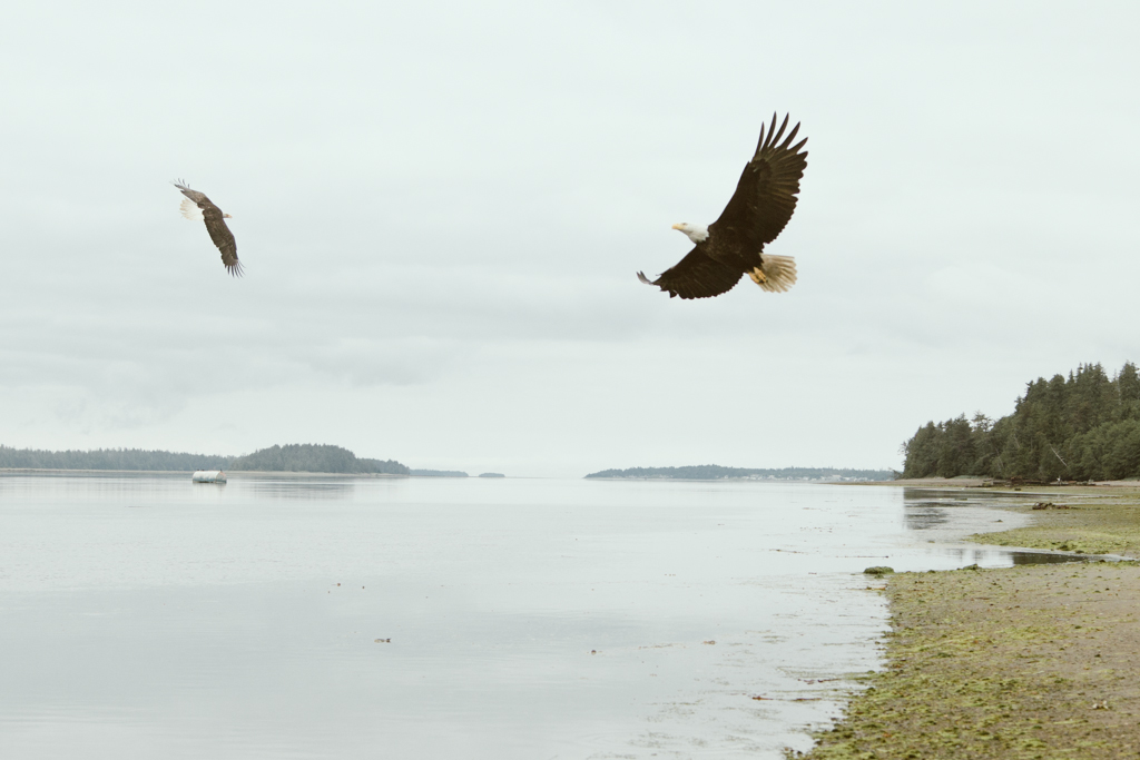 Two bald eagles flying over a remote beach on a foggy day.