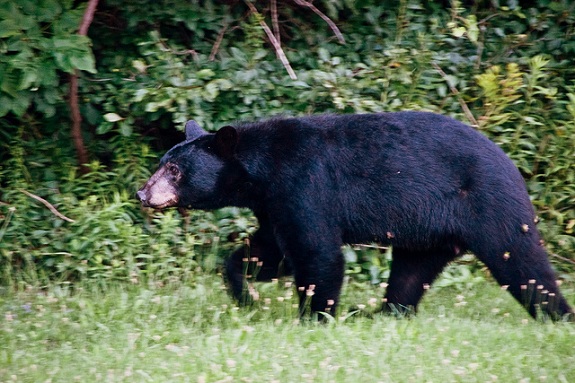 Black bear strolling through the grass at Mt. Robson Provincial Park. 