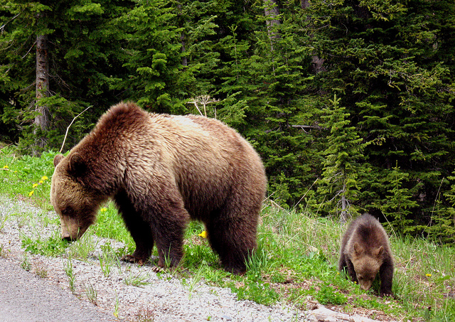 A mama grizzly bear and her cub sniffing for food along the highway at Mount Robson Provincial Park.