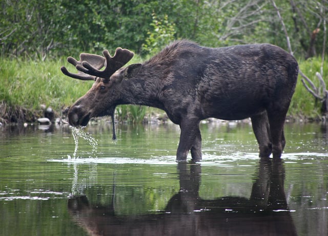 A moose drinking water in shallow water at Mount Robson Provincial Park