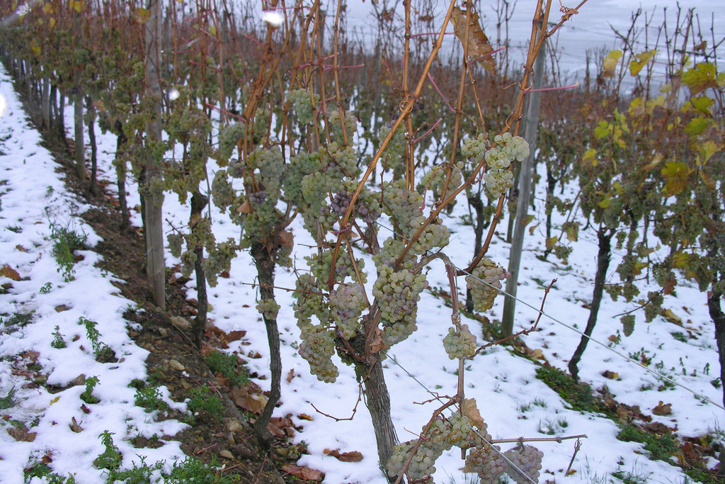 Frozen ice wine grapes. Photo: Mya via Flickr