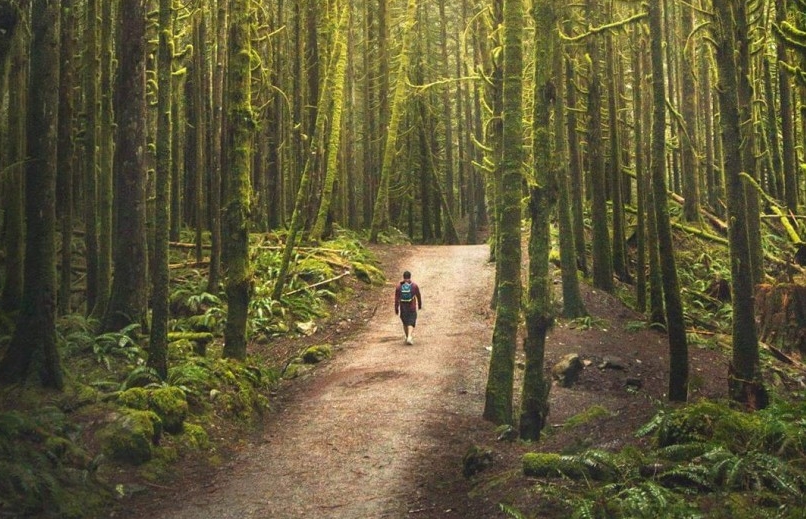 Forested trail in Golden Ears Provincial Park
