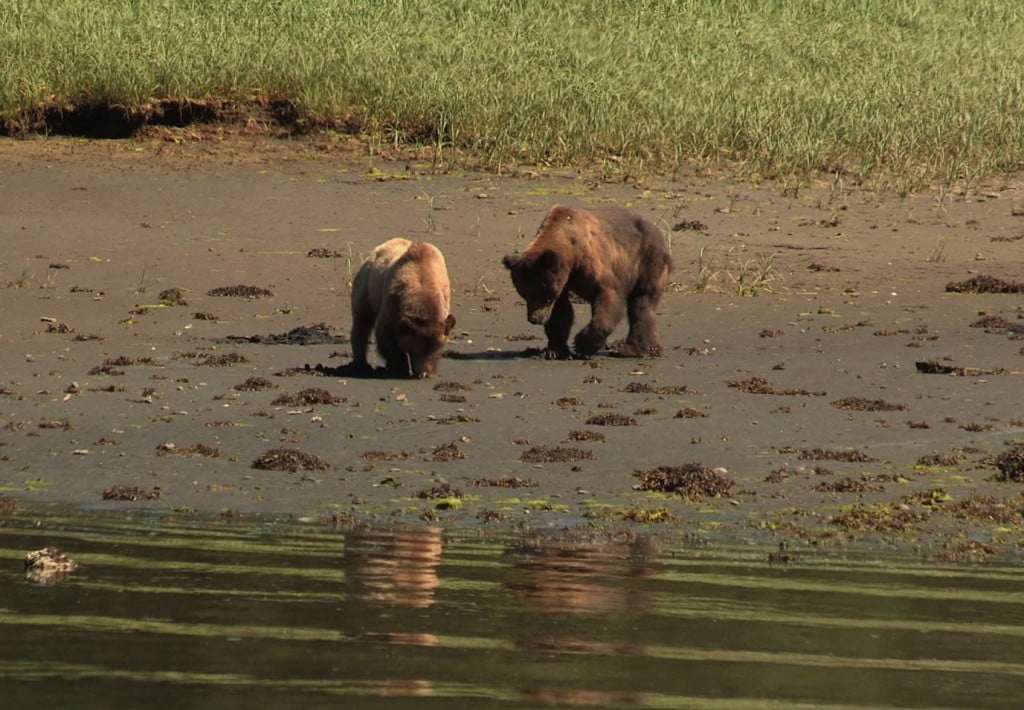 Two adult grizzly bears on the shore in the Khutzeymateen Grizzly Bear Sanctuary.