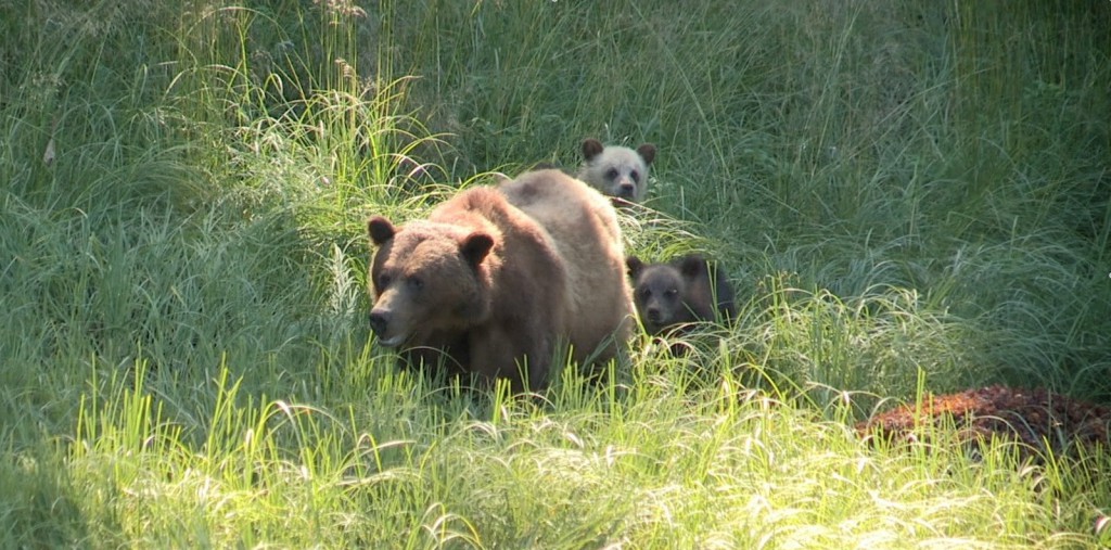 A mother grizzly bear and two cubs in the long grass in the Khutzeymateen Grizzly Bear Sanctuary.