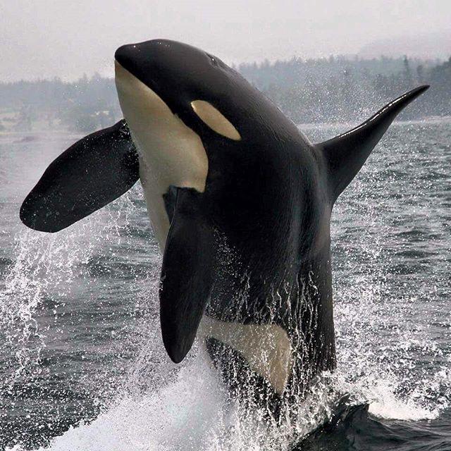 A breaching Orca Whale.