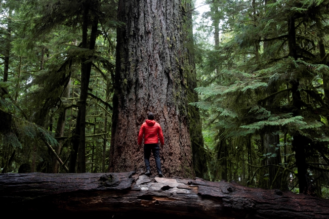 A man in a red jacket stands on a fallen log, looking upwards at a tall tree.