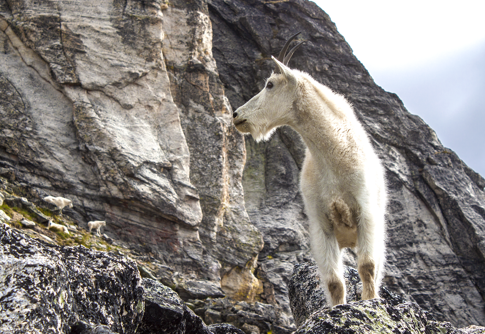 A furry white goat perched on a rock.