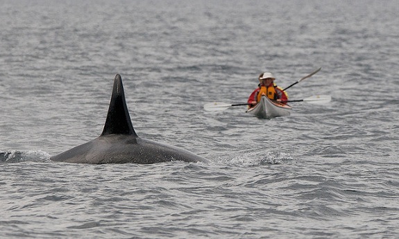 Two kayakers paddle towards a breaching humpback whale.