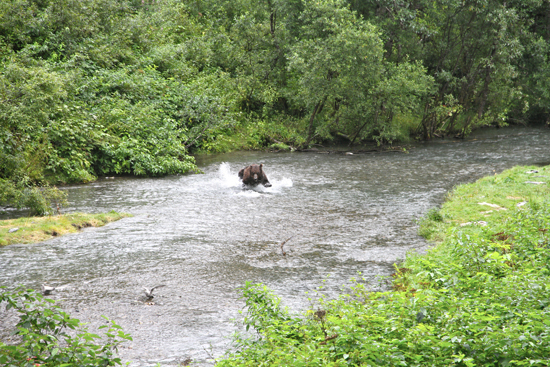 A grizzly bear hunting salmon in a creek.