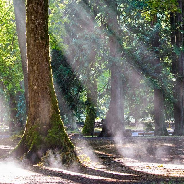 Sunlight beaming through the trees at Mount Douglas Park in Victoria.