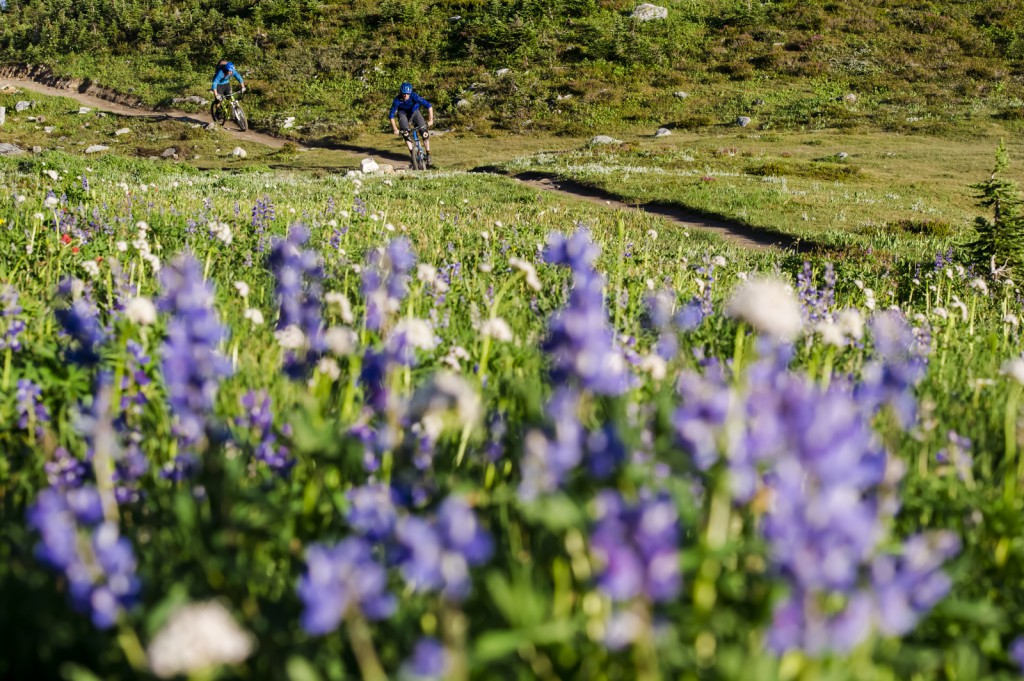 Two cyclist pedal down a trail lined with bright purple flowers.