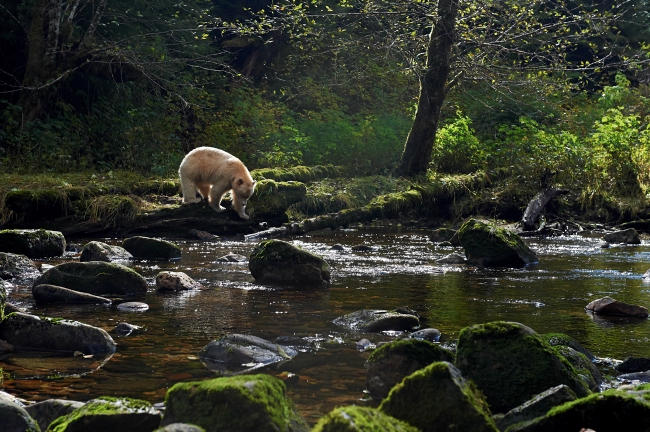 A Spirit bear explores a rocky riverbank.
