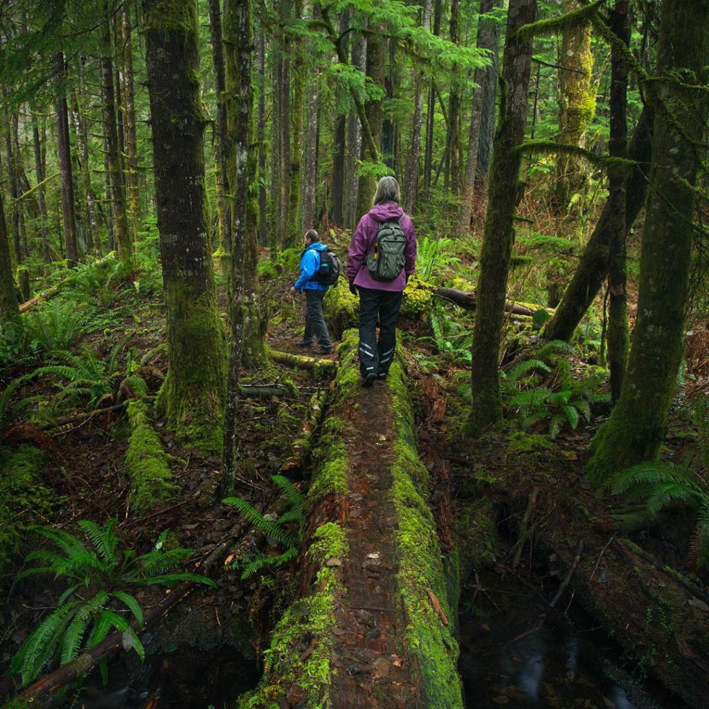Two hikers travel over a moss-covered fallen log in a dense forest.