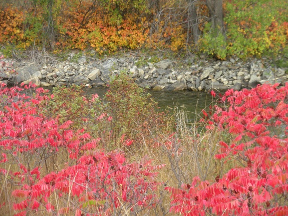 Red, orange, and green fall foliage grow along the edges of a creek.