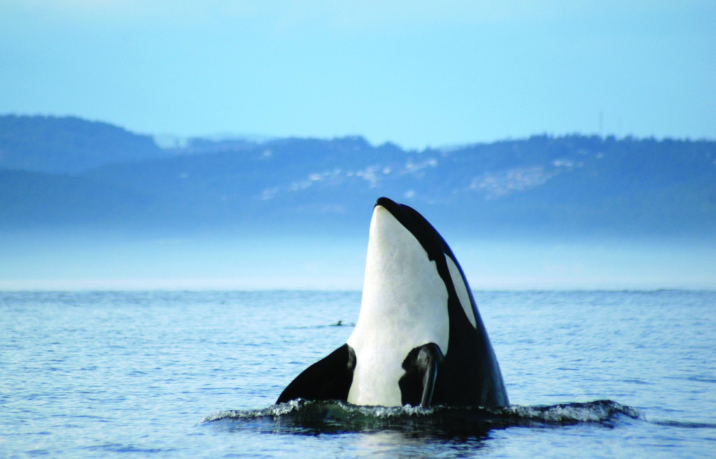 An orca whale sticks its head out of the ocean.