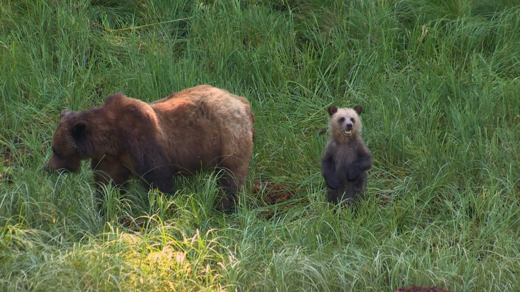 A grizzly bear and its cub walk through tall green grass.