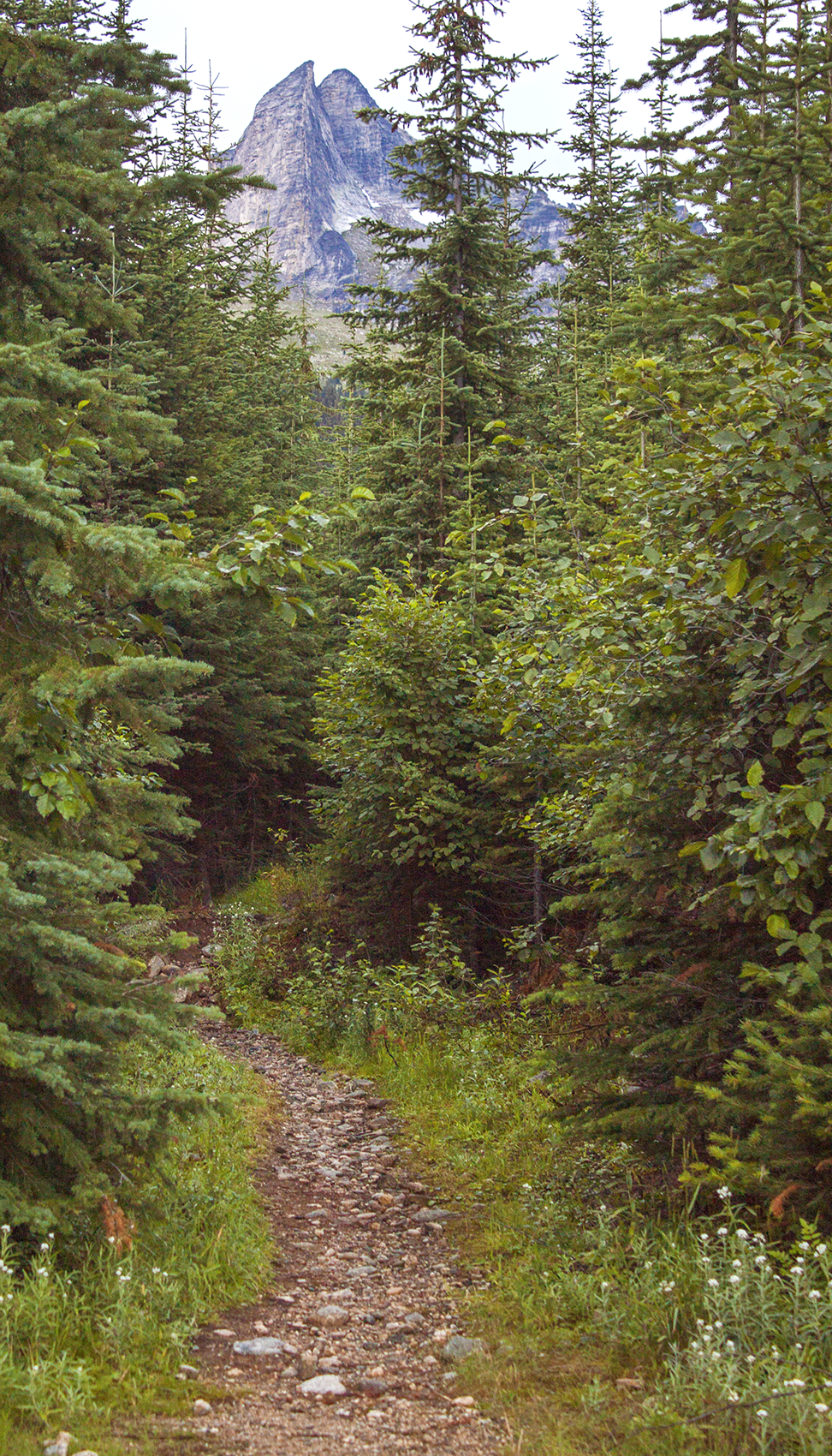 A path leads into a dense forest, towards a rocky mountain.