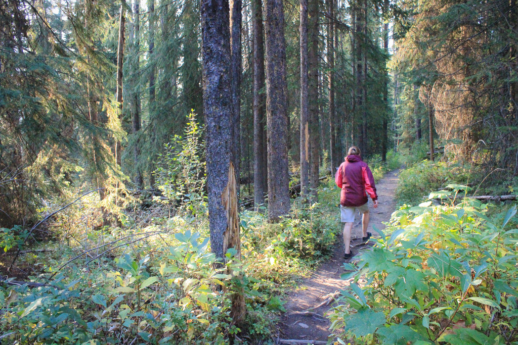 A hiker walks down a winding trail in the woods.